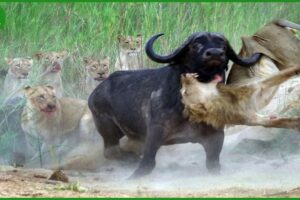 25 Horrific Moments When Deadly Horns Crush Predators | Animal Fight