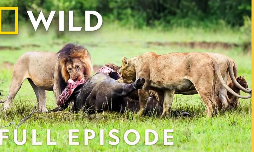 3 Lions vs. 1 Rhino (Full Episode) | Animal Fight Night | Nat Geo Animals