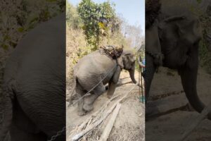 48-Year-Old Elephant Finally Roams Free l The Dodo