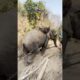48-Year-Old Elephant Finally Roams Free l The Dodo