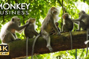4K HDR Monkey Business - Life of Monkeys - Animal Documentary - Fun & Relaxing Music Video - No Talk