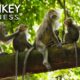 4K HDR Monkey Business - Life of Monkeys - Animal Documentary - Fun & Relaxing Music Video - No Talk