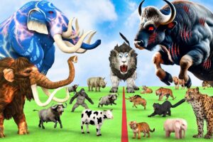5 Giant Mammoth Elephant Cow Vs Giant Indian Bison Vs 5 Giant Lion Tiger Cub Saved By Woolly Mammoth