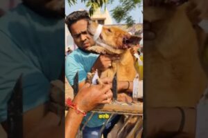 A Heartwarming Dog Rescue 😭