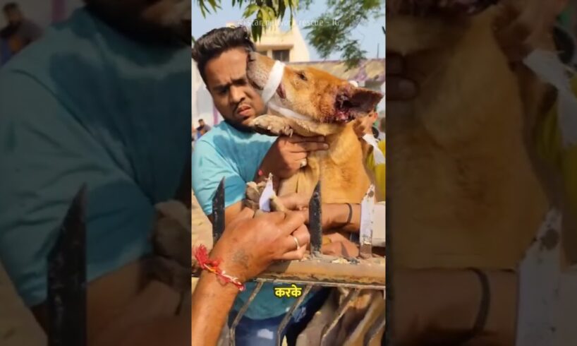 A Heartwarming Dog Rescue ๐ญ