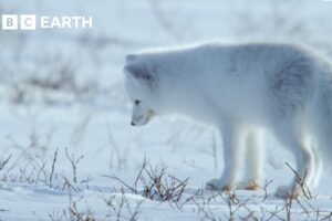 A Winter Wildlife Wonderland | BBC Earth