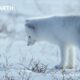 A Winter Wildlife Wonderland | BBC Earth