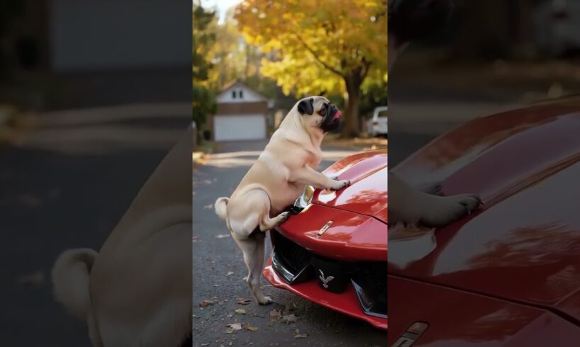 A dog's heroic act saves an injured animals from danger #dog #rescue #shorts