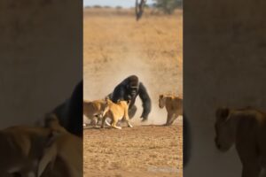 A gorilla fights against a horde of lions, who will win?! #animals #wildlife #fight #gorilla #lion