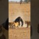A gorilla fights against a horde of lions, who will win?! #animals #wildlife #fight #gorilla #lion