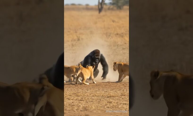 A gorilla fights against a horde of lions, who will win?! #animals #wildlife #fight #gorilla #lion