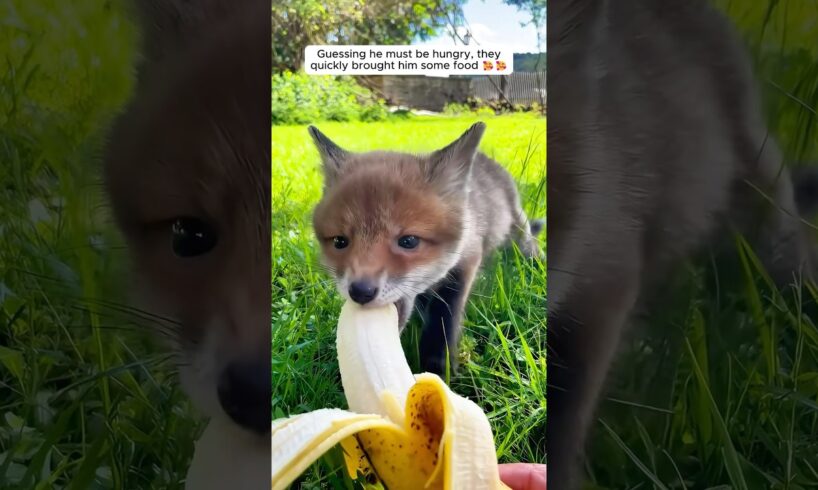 A kind family rescued a tiny fox cub from a dog attack