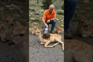 A kind-hearted man helped a deer with fawns by the road #animals