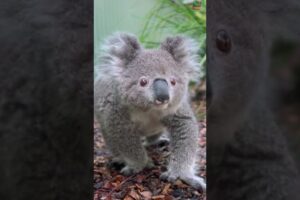A koala WALKING? 🐨