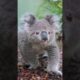 A koala WALKING? 🐨