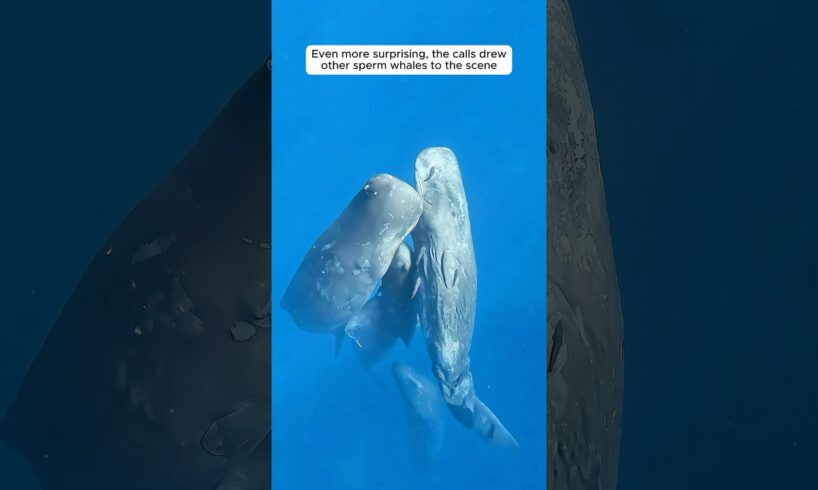 A rescued shark leads divers to save a trapped whale