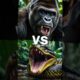 ANIMAL FIGHT 2025: Jungle Animal Fight (Monkey vs Jaguar vs Anaconda vs Gorilla vs Tiger) #shorts