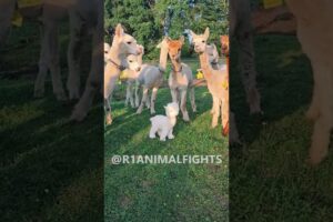 ANIMAL FIGHTS OF THE MONTH #animals #viralvideo #catvideos  #dog  #wildlife #funnycatvideos #memes