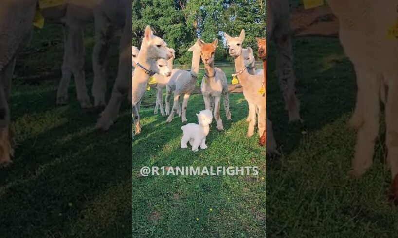 ANIMAL FIGHTS OF THE MONTH #animals #viralvideo #catvideos #dog #wildlife #funnycatvideos #memes