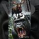 ANIMAL FIGHTS PT.1