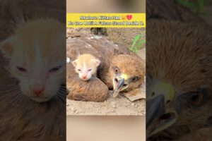 Abandoned Kitten Had No One — Until a Falcon Became Its Friend 😿💔 #shorts #cat #rescue