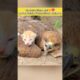 Abandoned Kitten Had No One — Until a Falcon Became Its Friend 😿💔 #shorts #cat #rescue