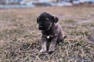Abandoned Puppy in the Dumpster Undergoes Complete Change After Rescue