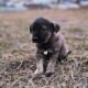 Abandoned Puppy in the Dumpster Undergoes Complete Change After Rescue