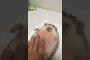 Adorable Animals To Help You Relax 🐶🐱🕯️