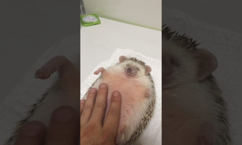 Adorable Animals To Help You Relax 🐶🐱🕯️