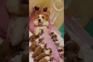 Adorable Corgi Mom Nursing Her 10 Tiny Puppies | Heartwarming Corgi Puppy Moment