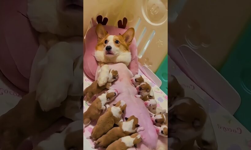 Adorable Corgi Mom Nursing Her 10 Tiny Puppies | Heartwarming Corgi Puppy Moment