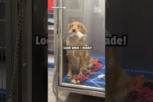 Adorable Mother Golden Retriever Shows Off Her Puppies