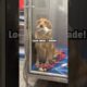 Adorable Mother Golden Retriever Shows Off Her Puppies