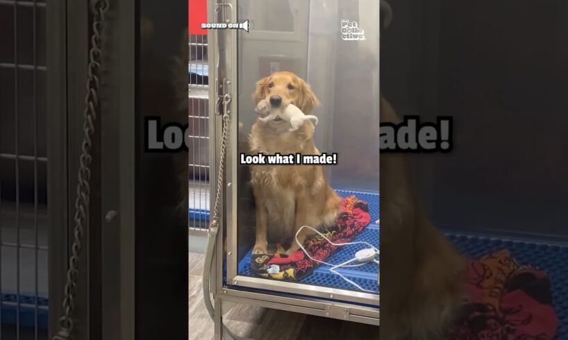 Adorable Mother Golden Retriever Shows Off Her Puppies