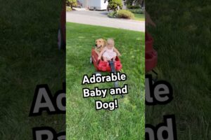 Adorable Puppy And Little Girl Nap in Wagon #Puppy #Cute