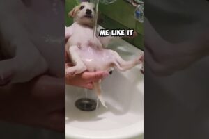 Adorable Rescued Puppy Gets His First Shower 😍 #shorts