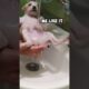 Adorable Rescued Puppy Gets His First Shower 😍 #shorts