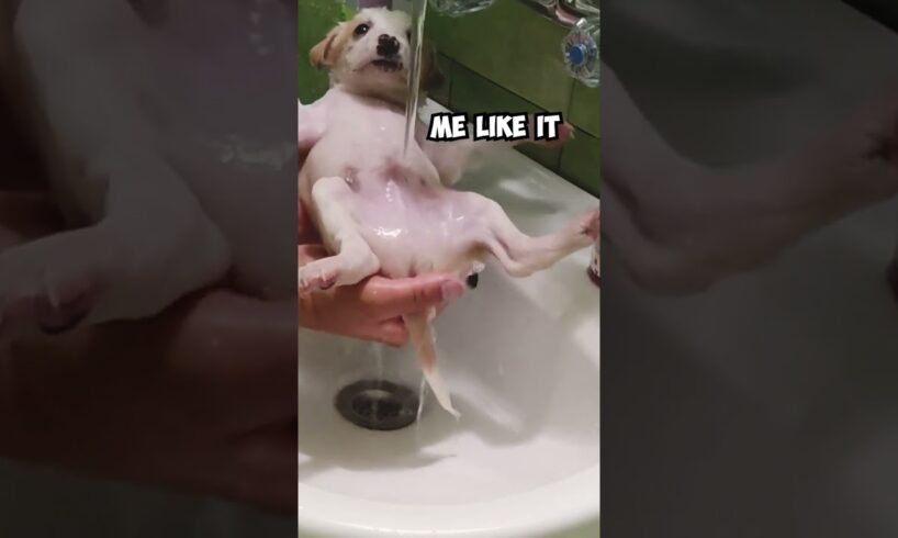 Adorable Rescued Puppy Gets His First Shower 😍 #shorts