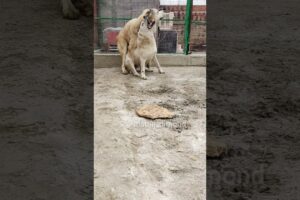 Alabai's not playing around☠️... #alabai #bigdogs #animals #shortsdog #alabaidimond #cao #kangal