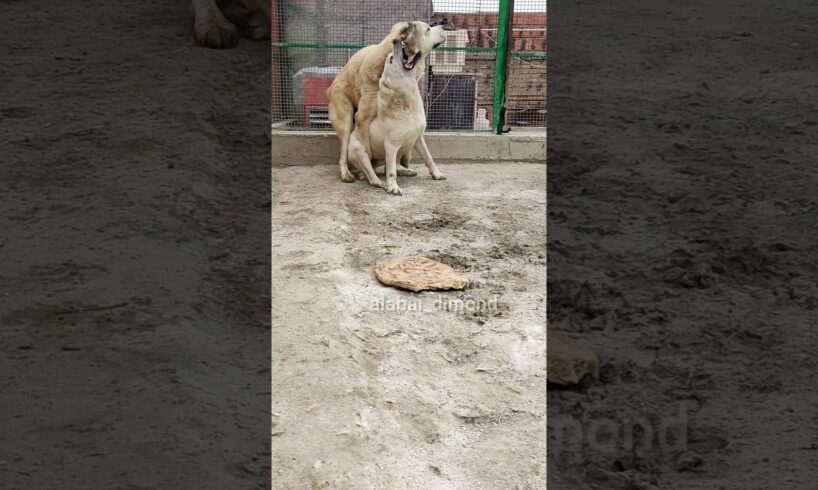 Alabai's not playing around☠️... #alabai #bigdogs #animals #shortsdog #alabaidimond #cao #kangal