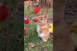 Amazing Animal Growth Journey  #animals #funny #cute