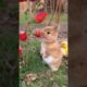 Amazing Animal Growth Journey  #animals #funny #cute