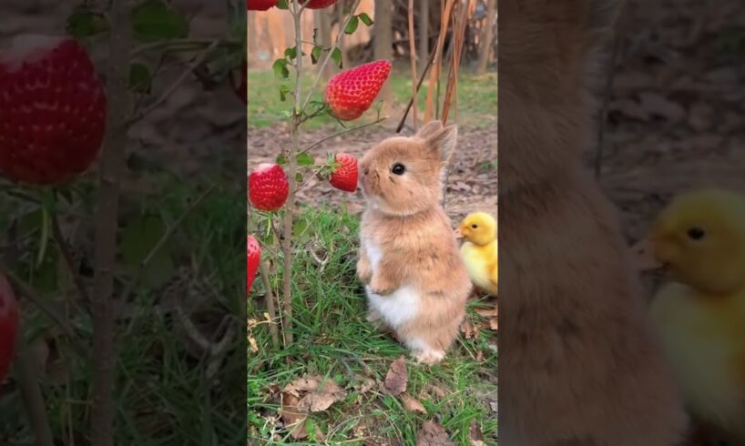 Amazing Animal Growth Journey  #animals #funny #cute