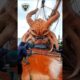 Amazing animals transformation #animals #octopus  #trendingshorts