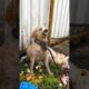 An Abandoned Dog with a Broken Soul