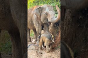 An adorable baby elephant comes to play mud with mom 🥰 #babyelephant #elephant #shorts