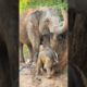An adorable baby elephant comes to play mud with mom 🥰 #babyelephant #elephant #shorts