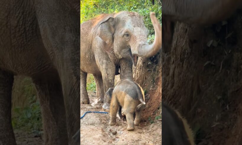 An adorable baby elephant comes to play mud with mom 🥰 #babyelephant #elephant #shorts