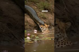 Anaconda & Cheetah! India Wildland Zoo! National Geographic! Animal Planet! #Lion #tiger #snake #cat